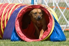 Agility