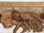 Puppies Week 1