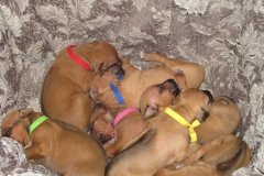 all-puppies-week-2