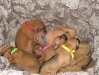 img_1562-basket-o-puppies_0
