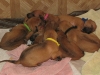 img_1661-pile-o-puppies