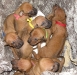 img_1716-seven-puppy-heads