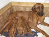 img_1724-mom-and-pups