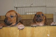 all puppies week 4
