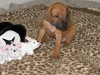 img_1880-blue-boy-and-bunnies