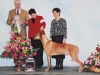 Kanzu Best Vet Sweeps 1-18-14
