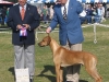2008 Apple Valley Kennel Club BOS