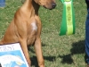 2006  SDRRC Puppy Match Best Male Head