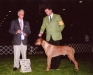 2008 Rio Hondo Kennel Club Winners Dog