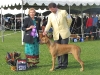 2009 Palm Springs Kennel Club BOW NEW CHAMPION