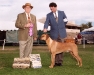 2008 Scottsdale Dog Fanciers Winners Dog