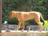 Kuyu 17 wks Cat Dog