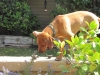 Kuyu 17 wks Smelling the flowers