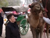 india-2004-camel