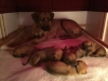 Salome with pups 4