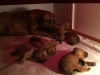 Salome with pups 5