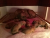 Salome with pups 6