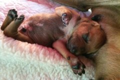 Kanzu x Salome Puppies 1-2 Weeks