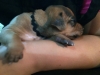 Dinah sleeping on Sydney's arm