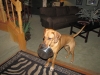 Kuyu 6 mo carries his bowl everywhere