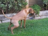 Kuyu 6 mo can't put his bowl down for a minute