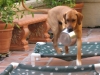 Kuyu's bowl goes everywhere