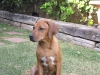 Kuyu 16 wks