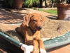 Kuyu 17 wks