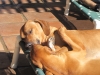 Kuyu 19 wks kissing dad