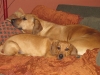 Kuyu 15 wks and dad