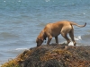 Kuyu at Beach 7 mo