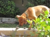 Kuyu 17 wks smelling the flowers