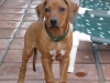 Kuyu 12 wks-Look at me