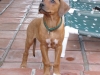 Kuyu 12 wks-Who me?
