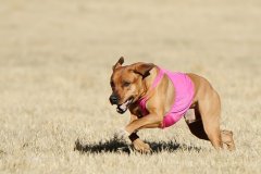 Kuyu Lure Coursing