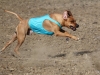 Kuyu Coursing