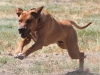 kuyu-lure-colursing-8-mo