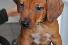 Kuyu - Birth to 8 Weeks