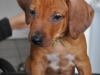 Kikuyu 8 weeks