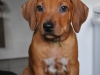 spyro-8-wk-face
