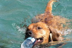Kuyu Swimming
