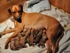 kayta and 11 babies