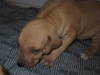 Red  Boy 3 wk x 3