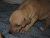 Red  Boy 3 wk x 3