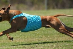 Lure Coursing