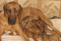 puppies
