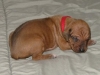 img_1498-red-boy