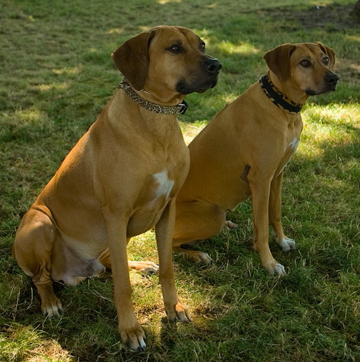 African Treasure Rhodesian Ridgebacks » Agility