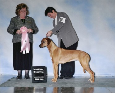 Kaia Best Bred By Exhibitor Hound Group First Place