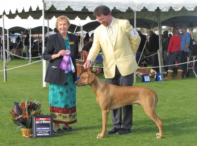 Kanzu with handler Mike Patterson winning 3rd major and his AKC Championship under Judge Jeraldeen Crandall at Palm Springs, January 2009.  Ms Crandall has been a good luck judge for dad and son. 